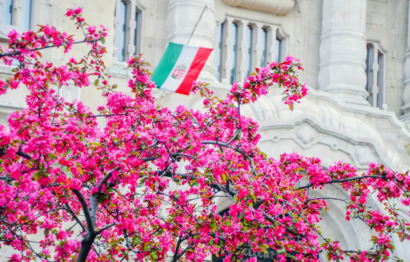 Фото обои цветы, город, здание, сакура, флаг, розовое, Венгрия, Hungary