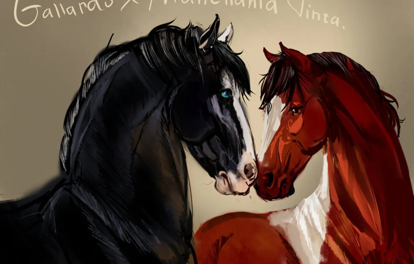 Фото обои черный, лошади, пара, Gallardo x Manchania Tinta, коричневый цвета