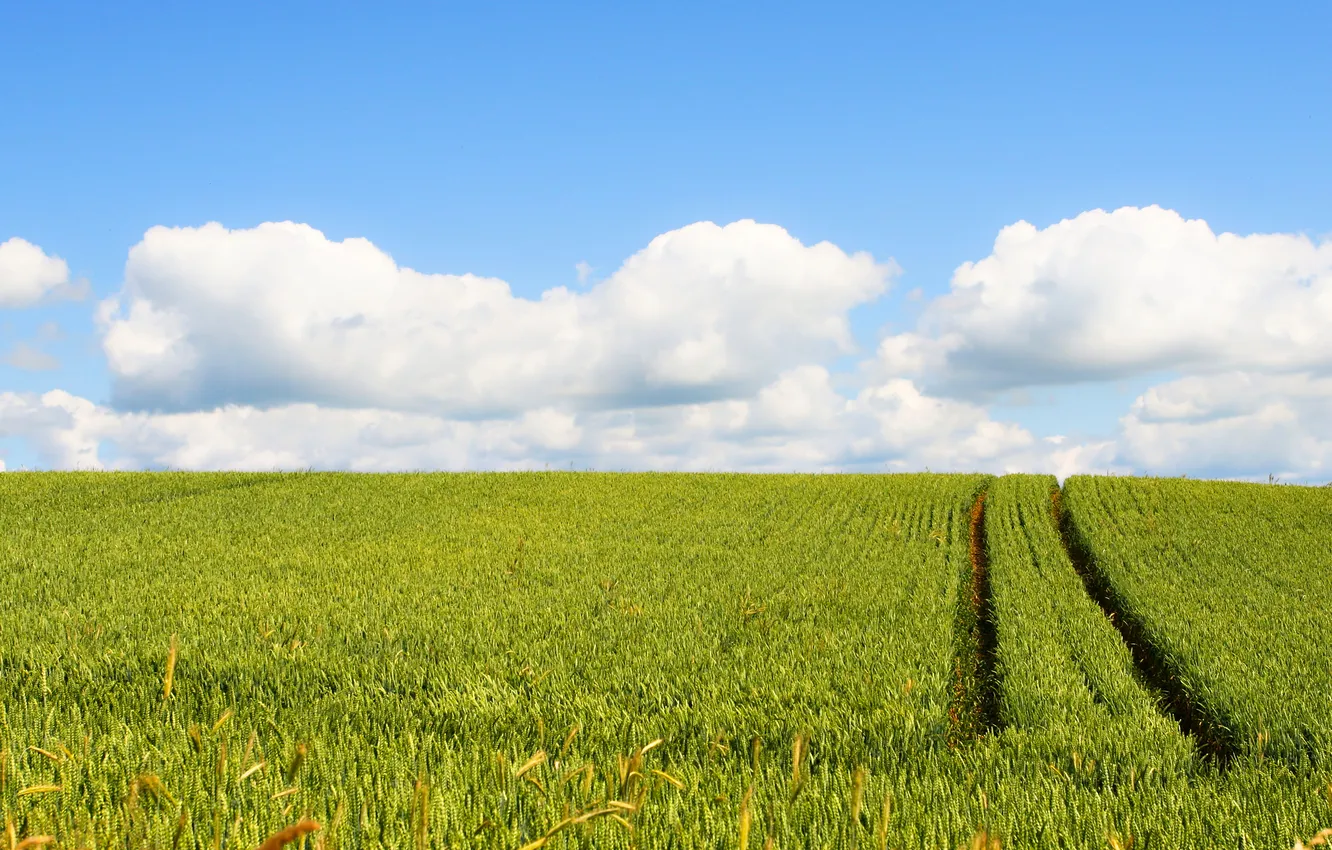 Фото обои дорога, поле, лето, небо, облака