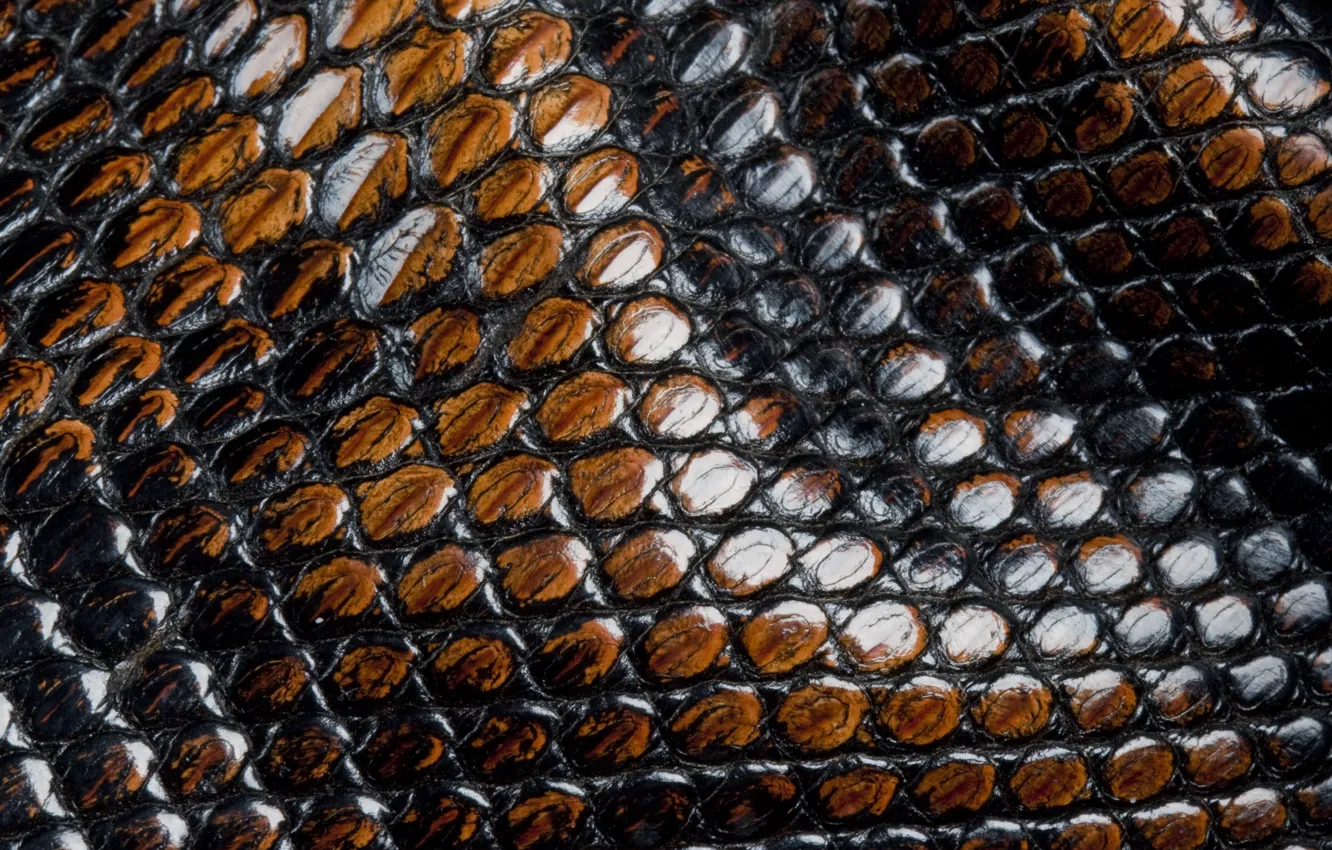 Фото обои змеи, чешуя, кожа, animal texture