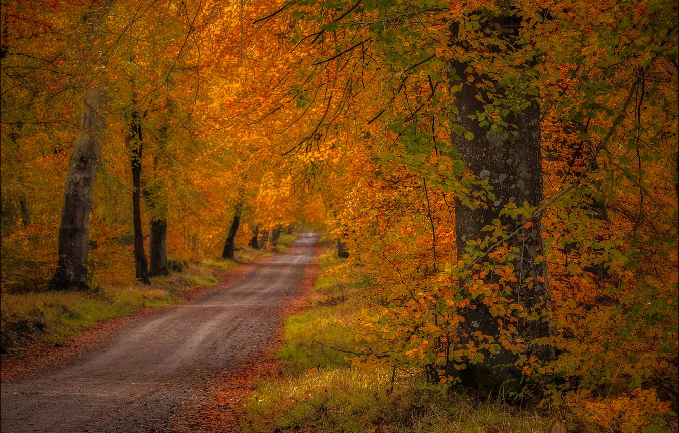 Фото обои дорога, осень, лес, деревья