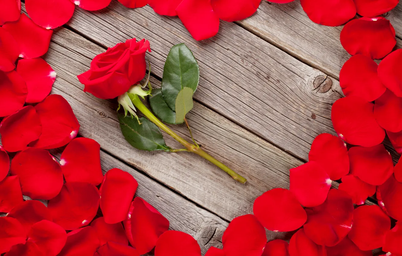 Фото обои любовь, цветы, подарок, романтика, сердце, розы, лепестки, love