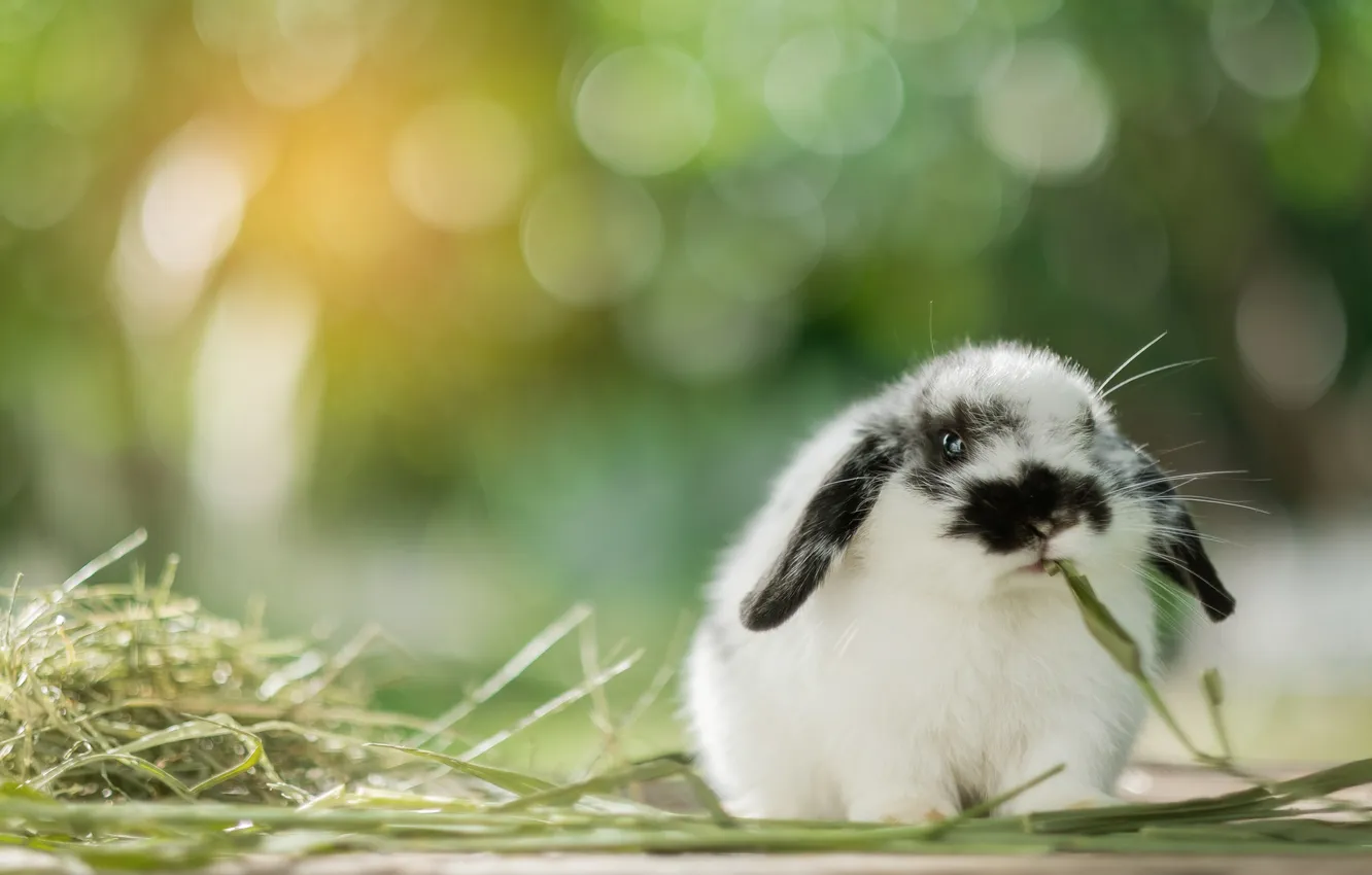 Фото обои summer, white, young, rabbit, spring, pet, wildlife, wild
