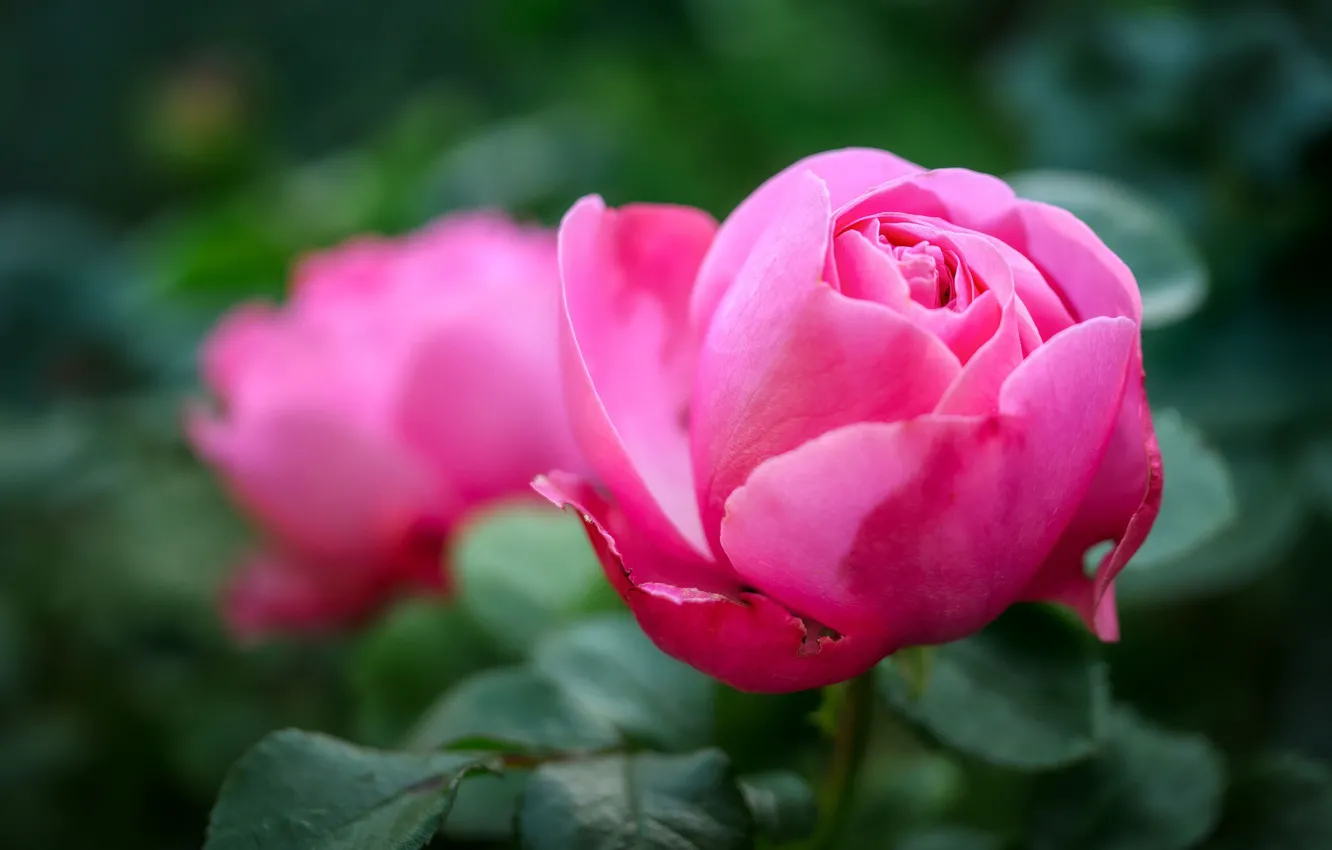 Фото обои размытость, розовые розы, бутоны роз