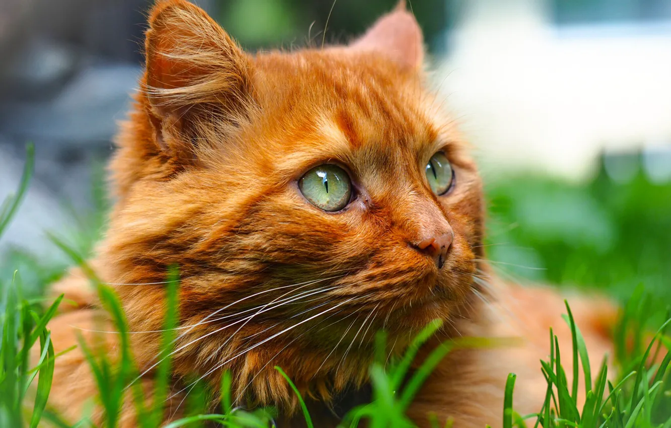 Фото обои кошка, трава, взгляд, портрет, мордочка, рыжий кот, котейка
