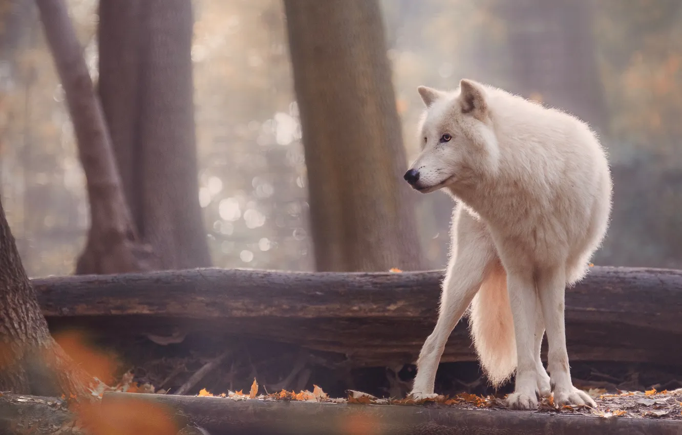 Фото обои осень, деревья, природа, животное, стволы, волк, хищник, боке