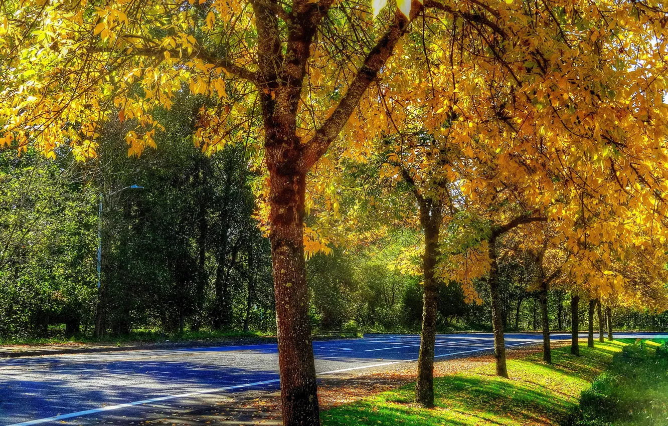Фото обои дорога, осень, листья, деревья, HDR, тень, trees, autumn