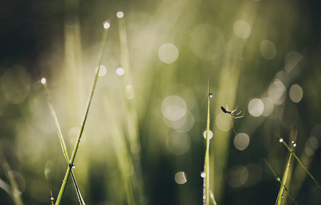 Фото обои лето, трава, макро, паутина, паук, боке, прогулки под солнцем