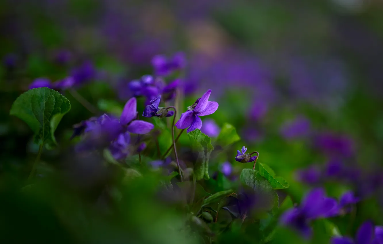 Фото обои цветы, природа, фон