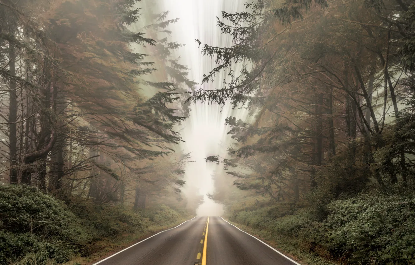 Фото обои дорога, осень, лес, природа, туман