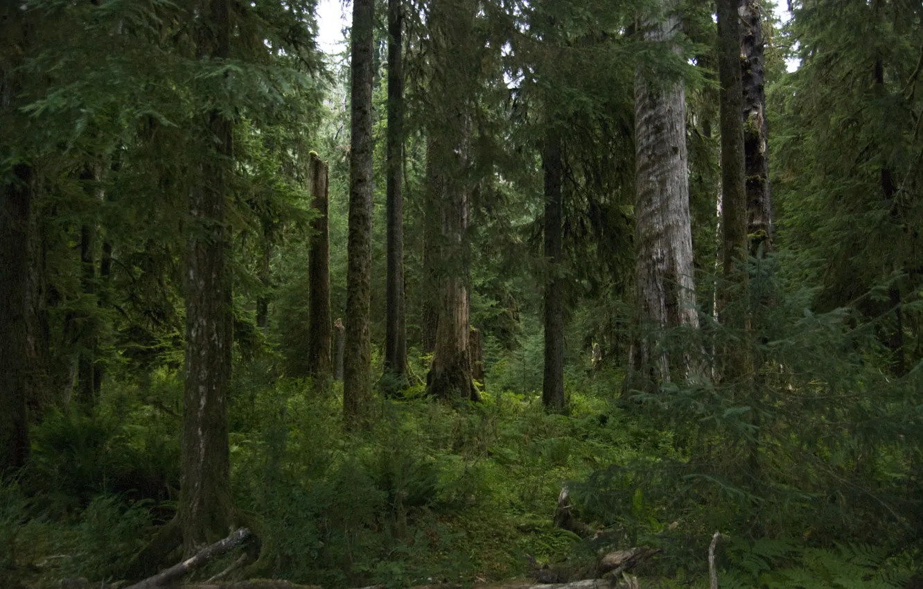 Фото обои лес, деревья, природа, США, Hoh Rainforest