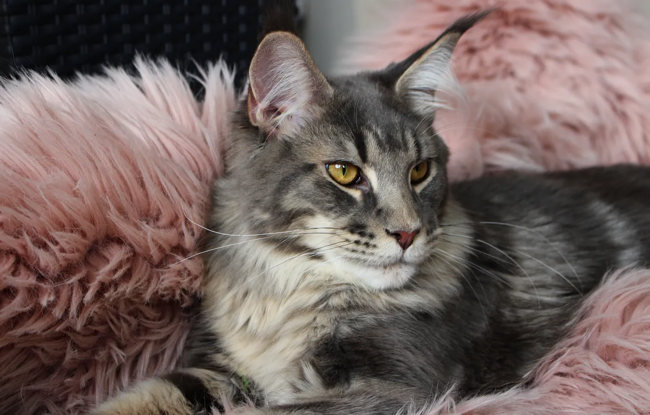 Фото обои кошка, кот, взгляд, морда, поза, серый, фон, отдых