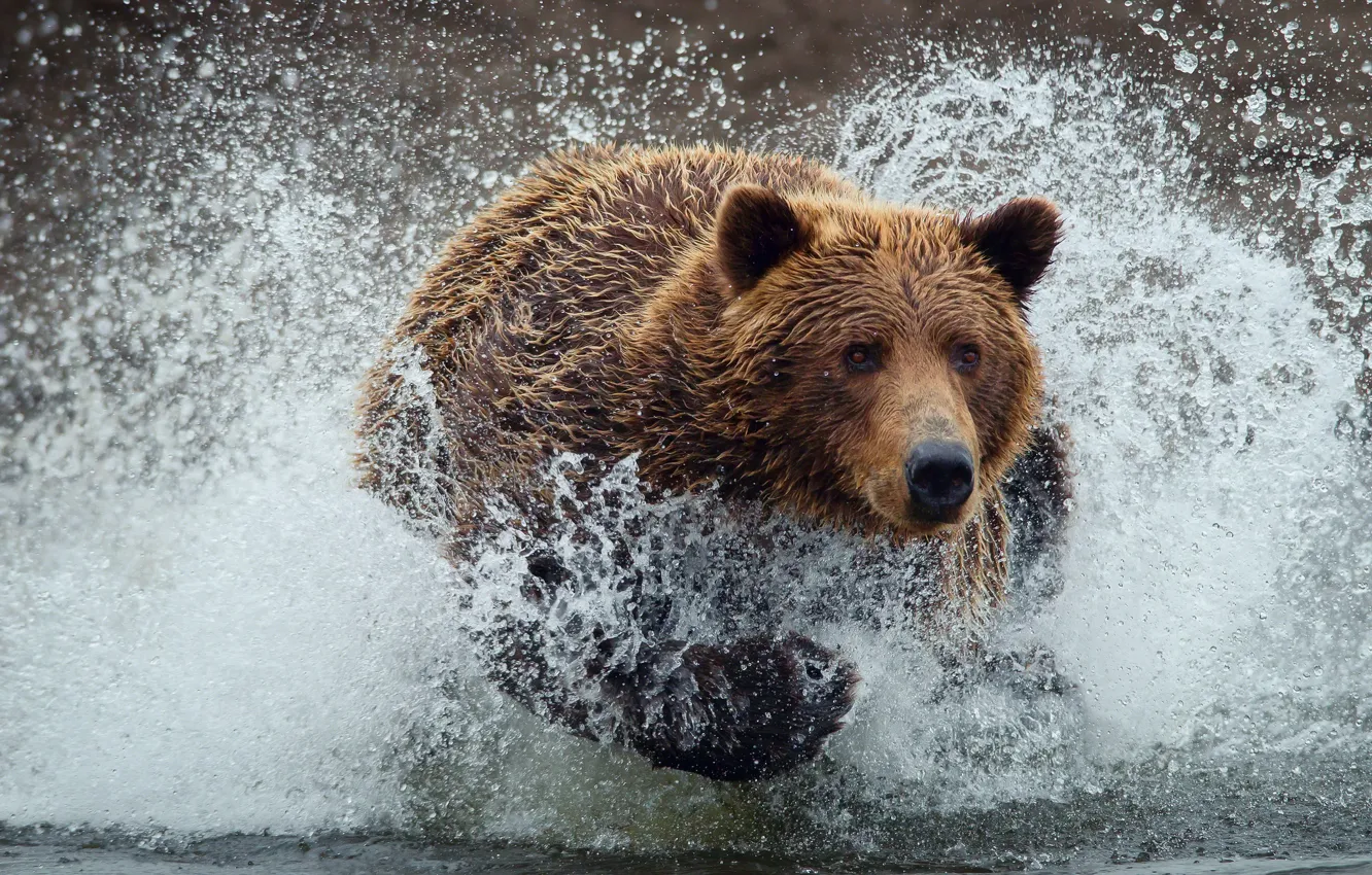 Фото обои вода, капли, брызги, мокрый, медведь, мишка