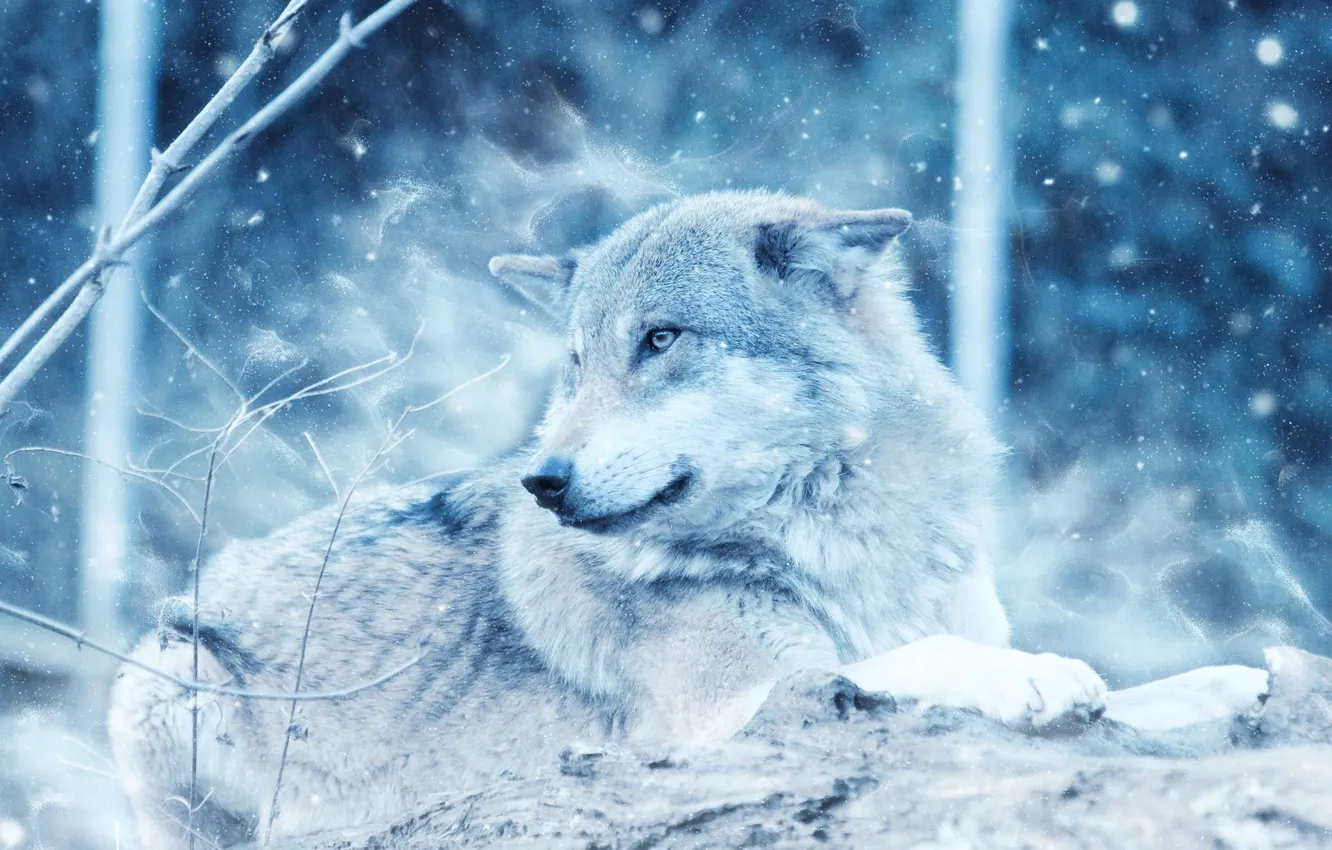 Фото обои nature, snow, predator, animal, wolf, wildlife, Canis lupus, portrait.