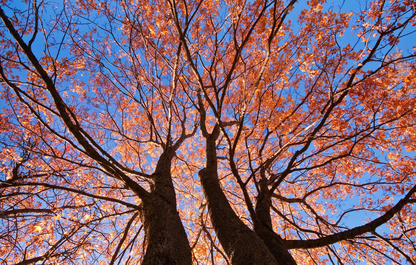 Фото обои осень, небо, листья, деревья, ветки, ствол