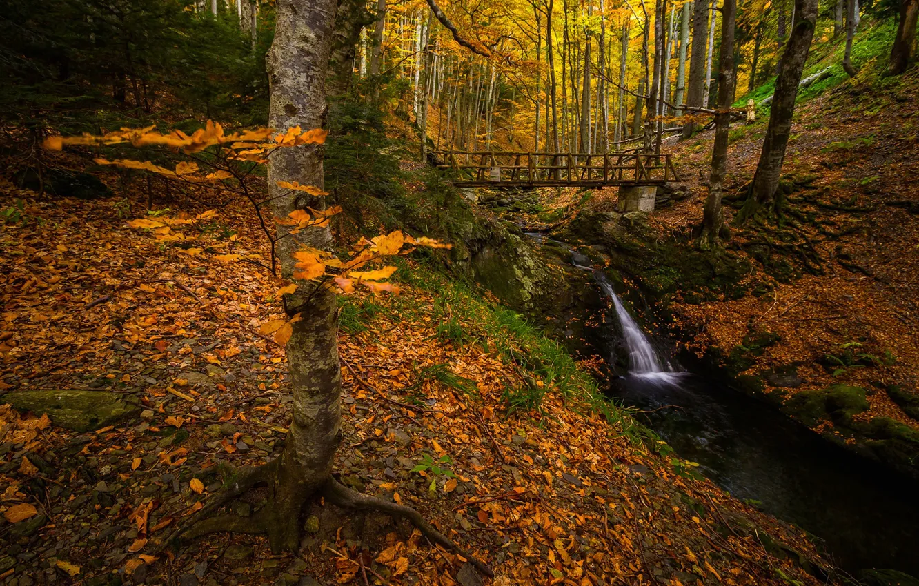 Фото обои осень, лес, мост, листва, водопад