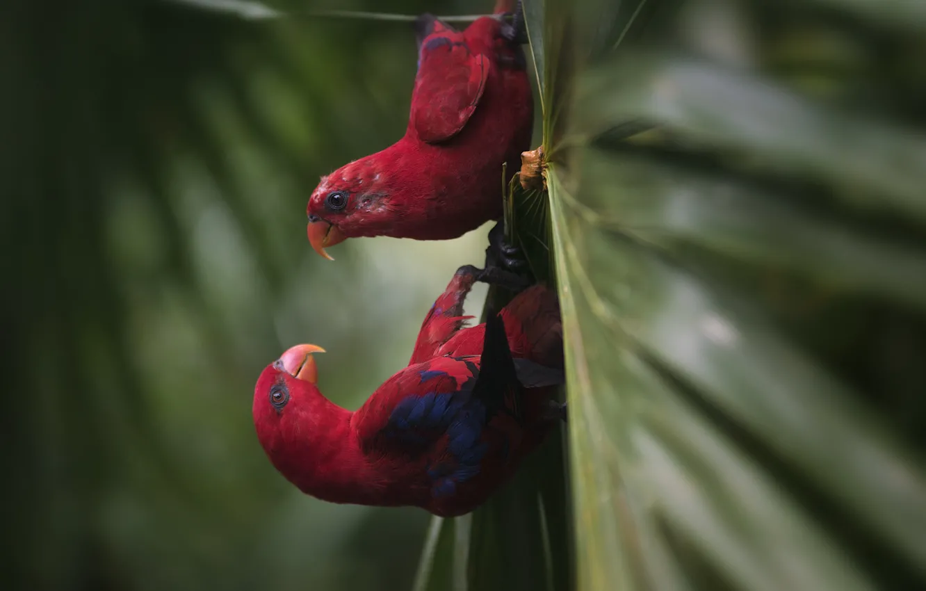 Фото обои красный, лист, попугаи