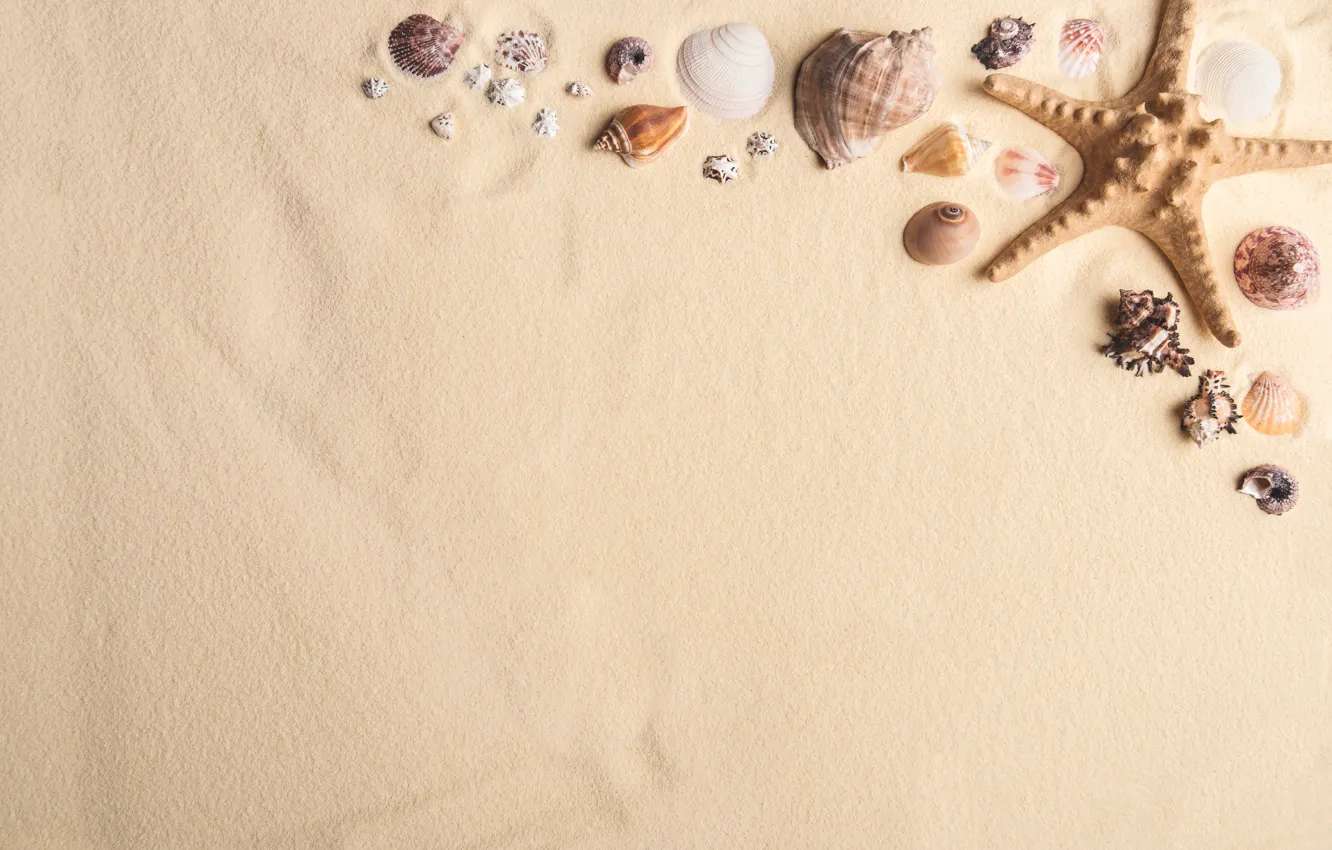 Фото обои песок, Природа, ракушки, морская звезда