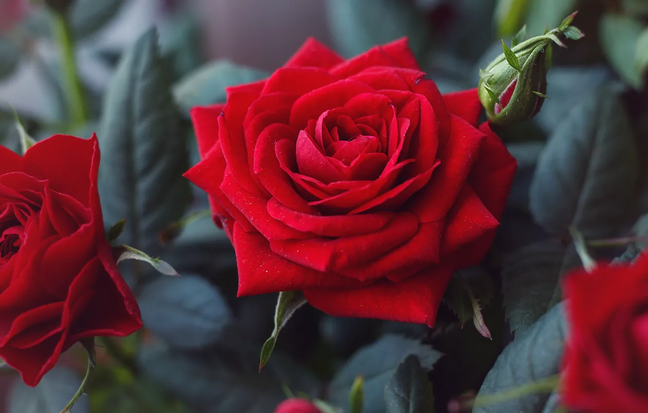 Фото обои цветок, Роза, красная, Цветение