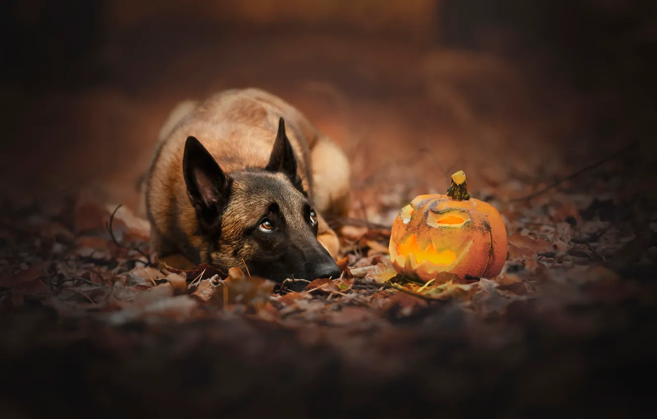 Фото обои собака, тыква, Хэллоуин, светильник Джека