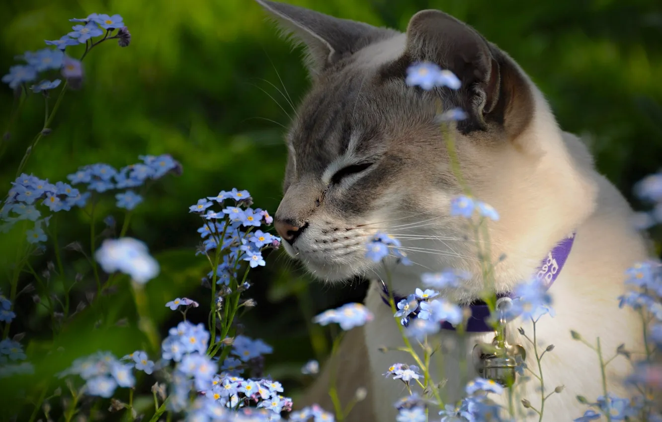 Фото обои цветы, незабудки, Тонкинская кошка, Тонкинез
