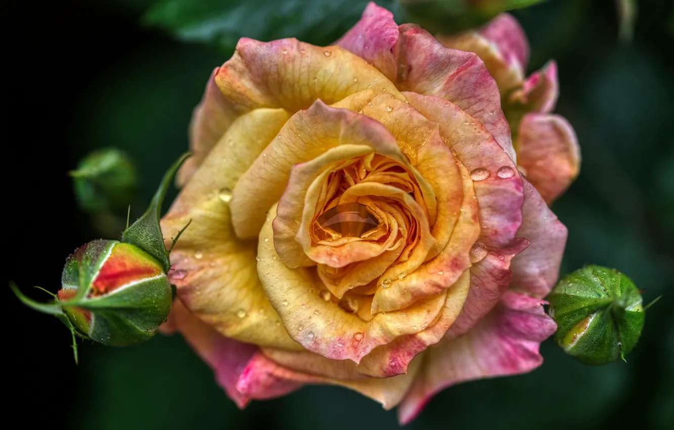 Фото обои цветок, капли, макро, роса, роза, оранжевая, лепестки, бутон