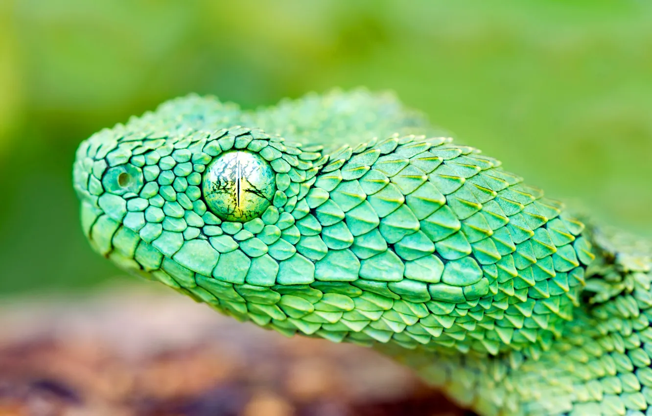 Фото обои глаз, змея, голова, чешуя, пресмыкающееся