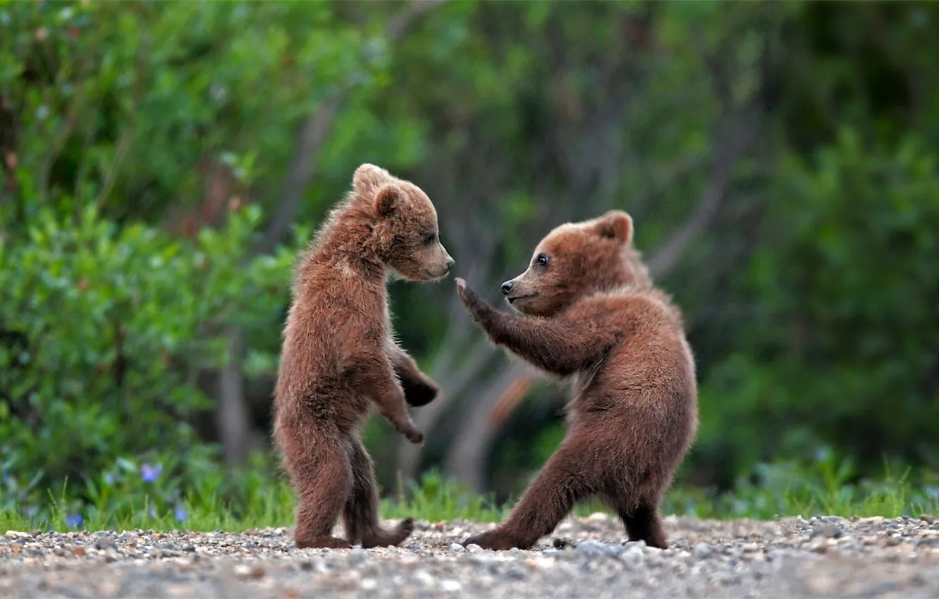 Фото обои forest, bear, nature, high five, cute, bear cubs