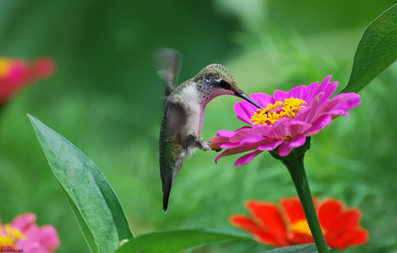 Фото обои цветы, нектар, птица, розовая, колибри, циния