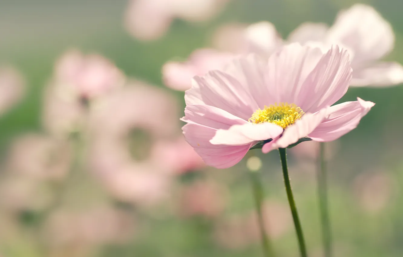 Фото обои цветок, лето, макро, цветы, природа, розовый, фокус, размытие
