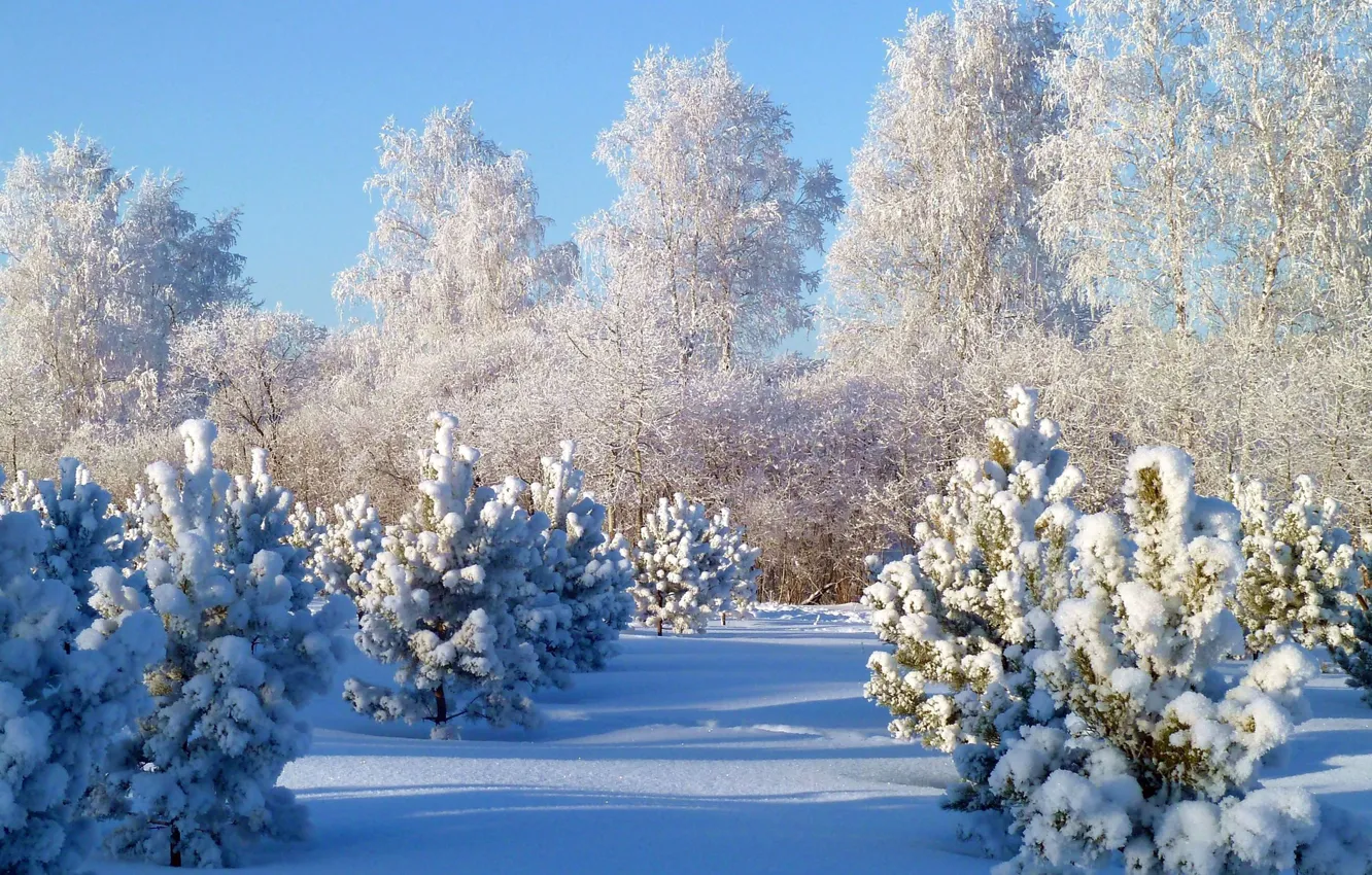 Фото обои зима, лес, снег, деревья, ель, сосна