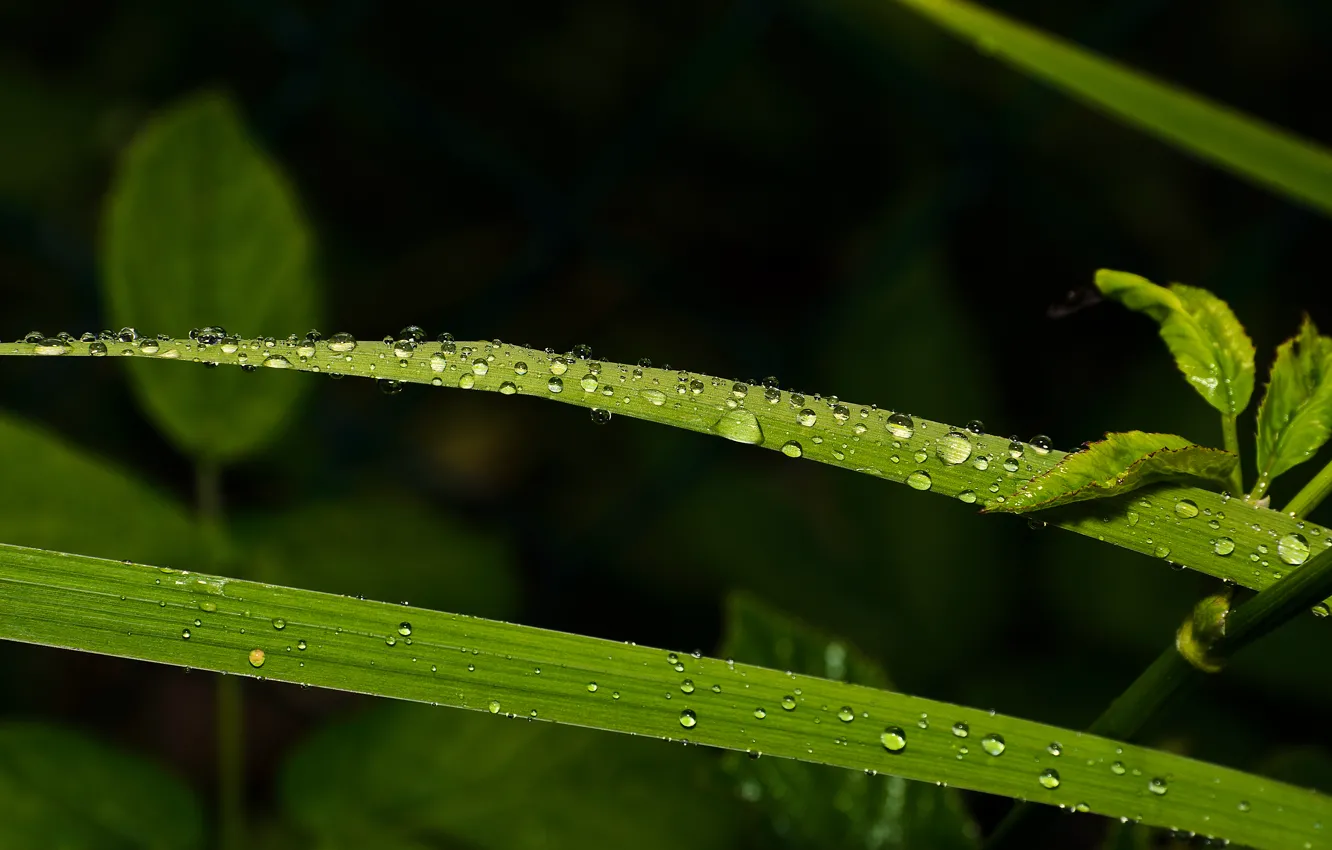Фото обои зелень, капли, макро, green, Листья, leaves, macro, drops