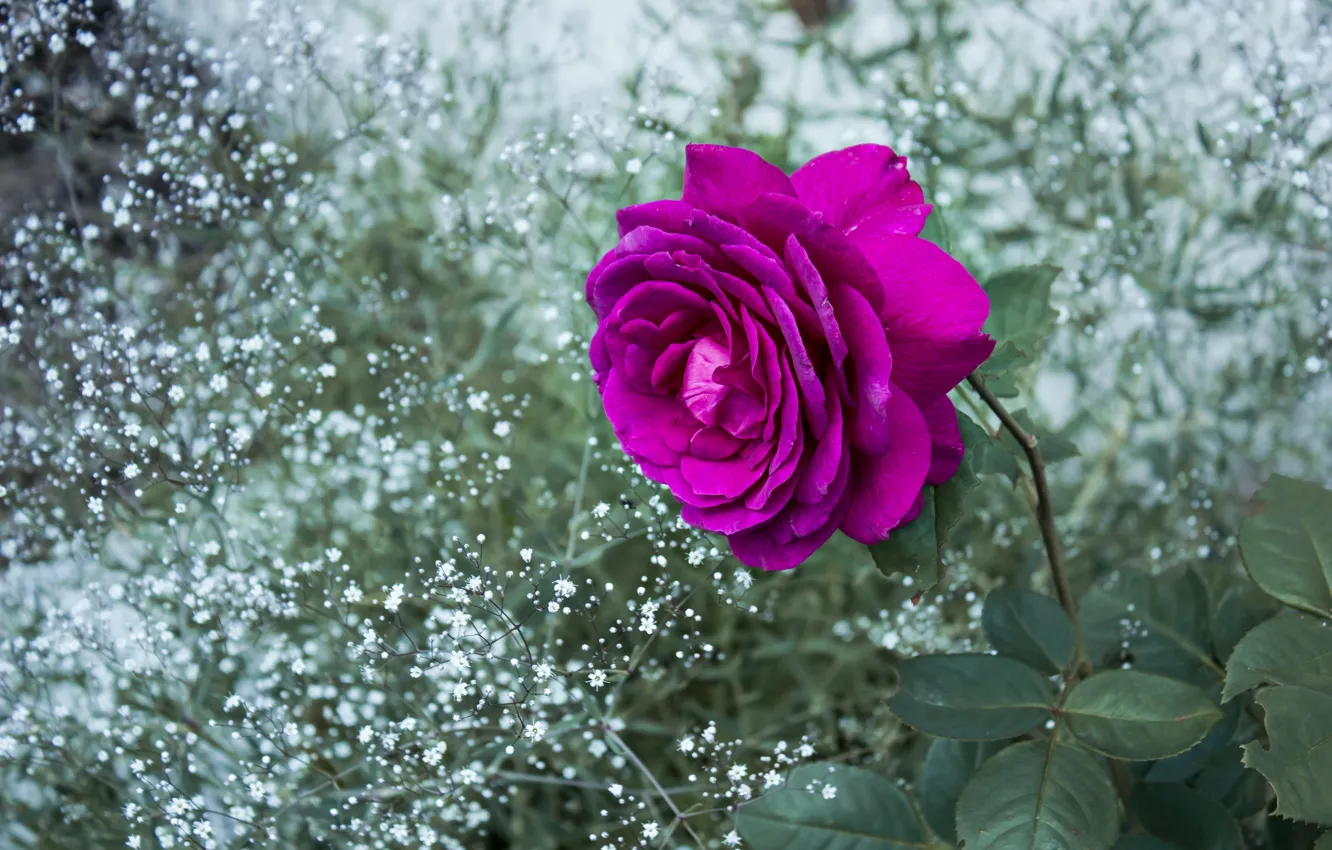 Фото обои роза, сад, сиреневая, ярко-розовая