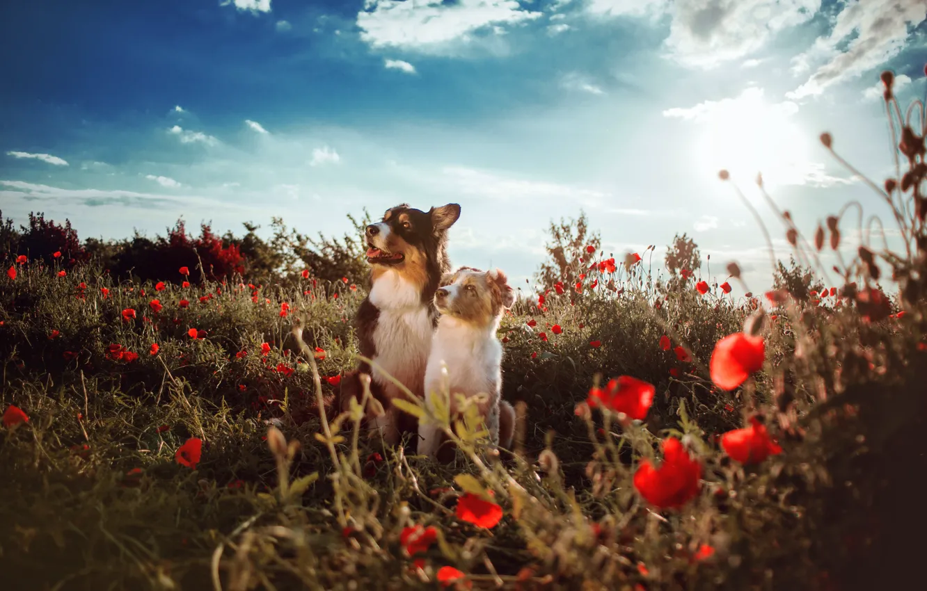 Фото обои собаки, взгляд, цветы, природа, маки, пара