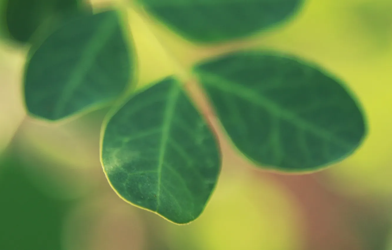 Фото обои макро, лист, зеленый, цвет, фокус, размытость, листочек, растение. зелень