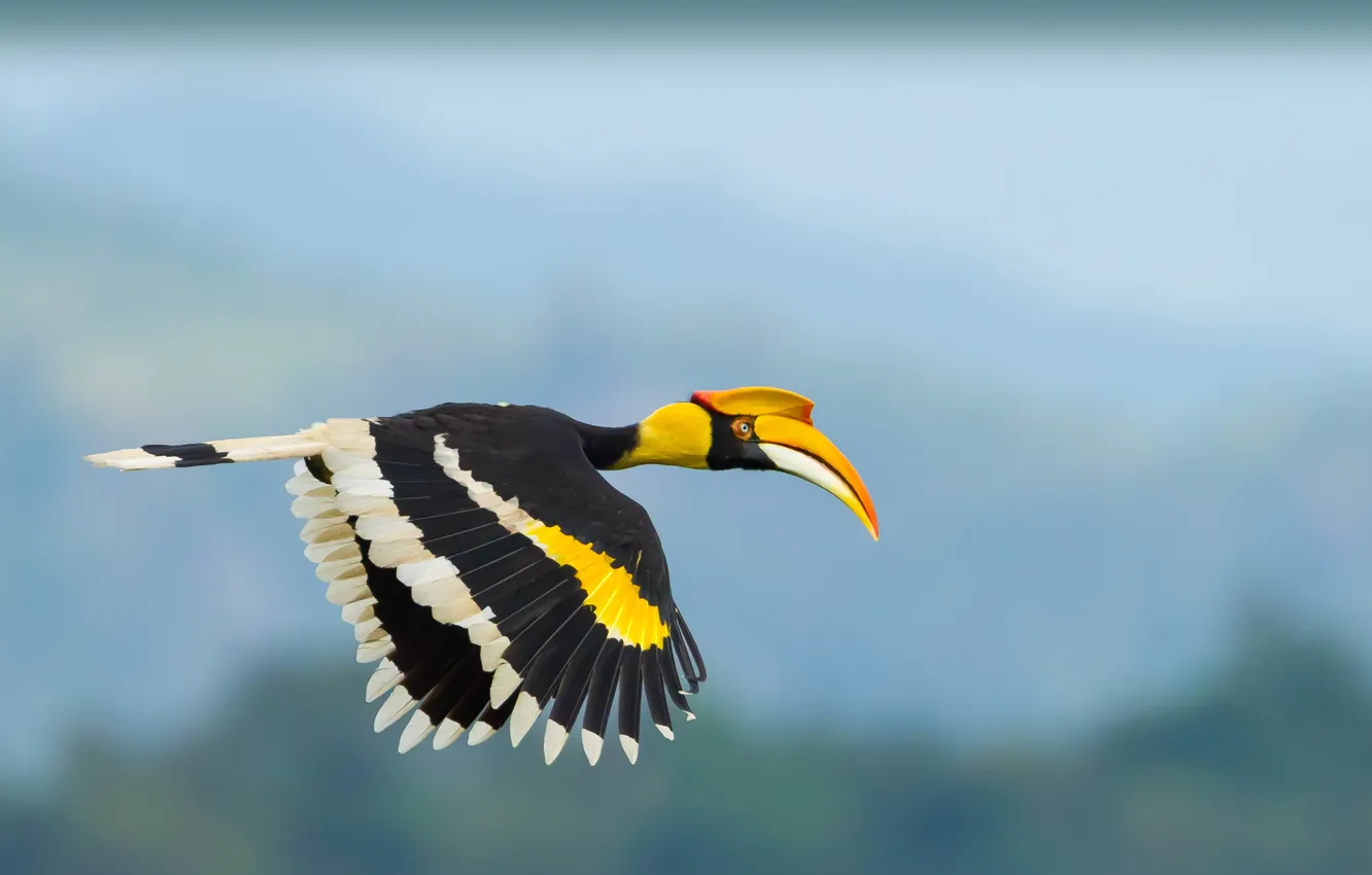 Фото обои bird, animal, wildlife, great hornbill