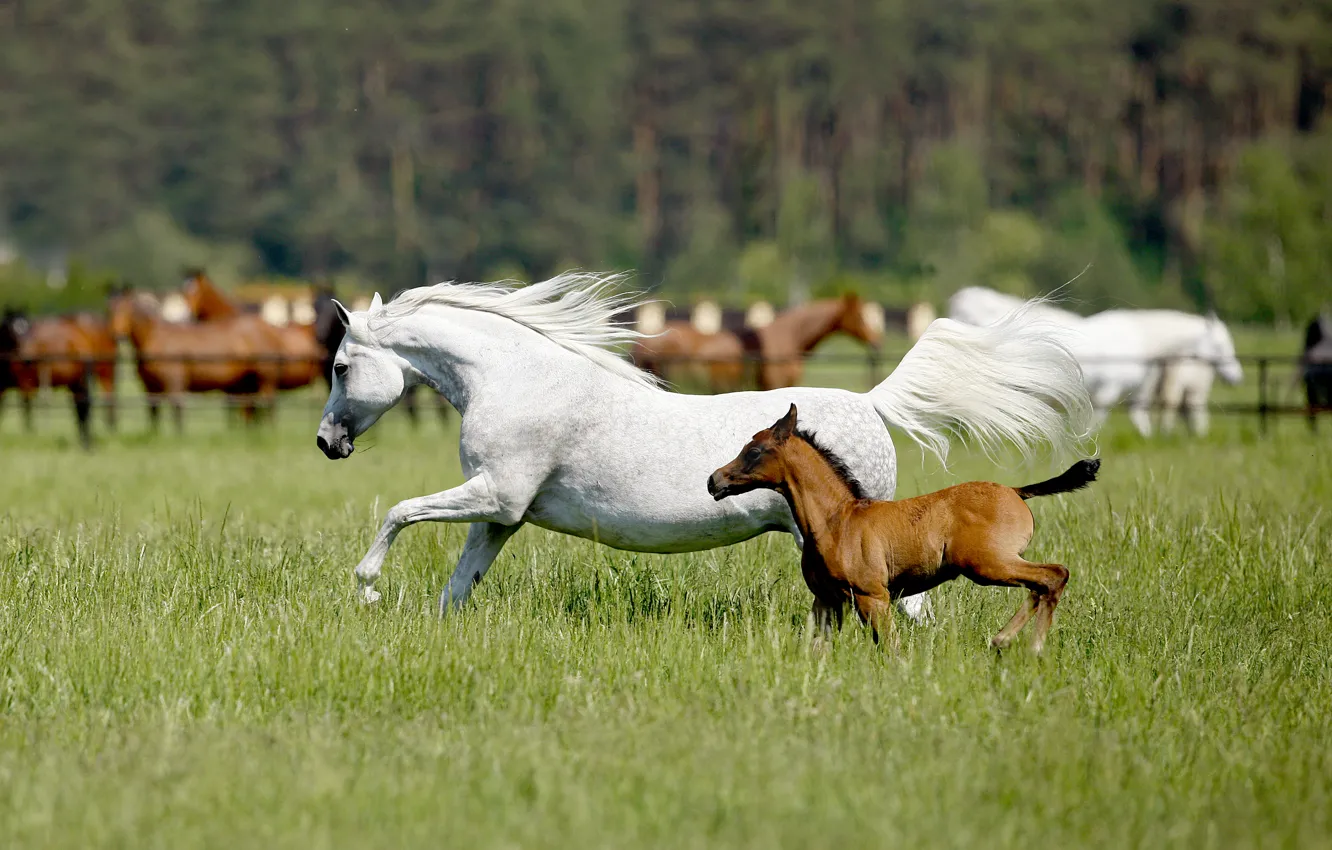 Фото обои поле, лето, трава, лошадь, лошади, бег, пара, белая