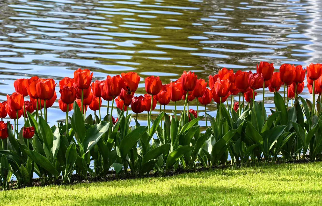 Фото обои зелень, трава, листья, вода, цветы, красный, газон, берег