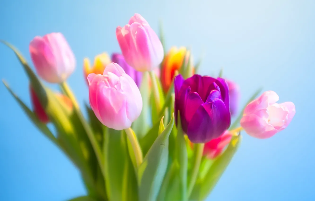 Фото обои цветы, букет, тюльпаны, голубой фон
