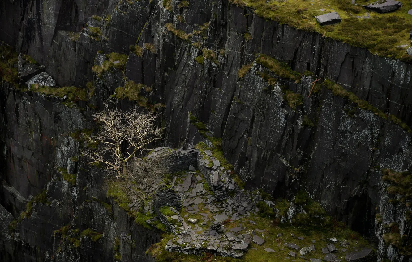 Фото обои дерево, скалы, ущелье, Уэльс