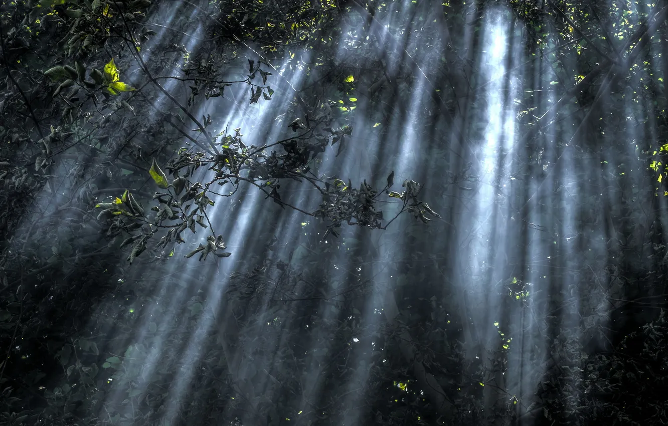 Фото обои лес, свет, ветки, природа
