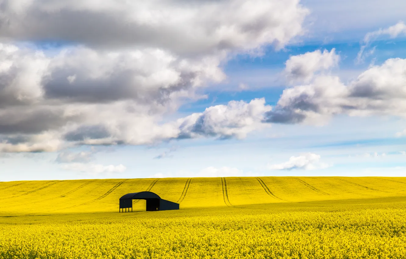 Фото обои Blue, Yellow, Rapeseed, Fields of Gold