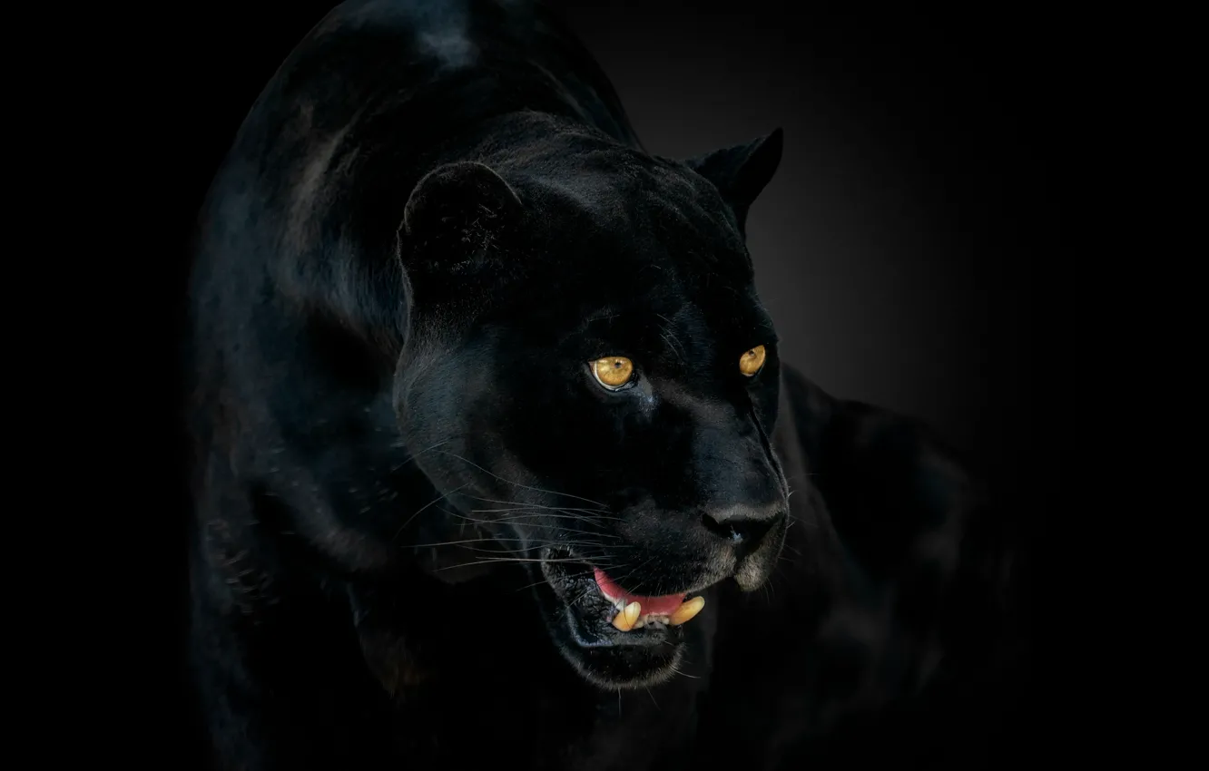 Фото обои глаза, пантера, клыки, ягуар, jaguar, eyes, panther, fangs