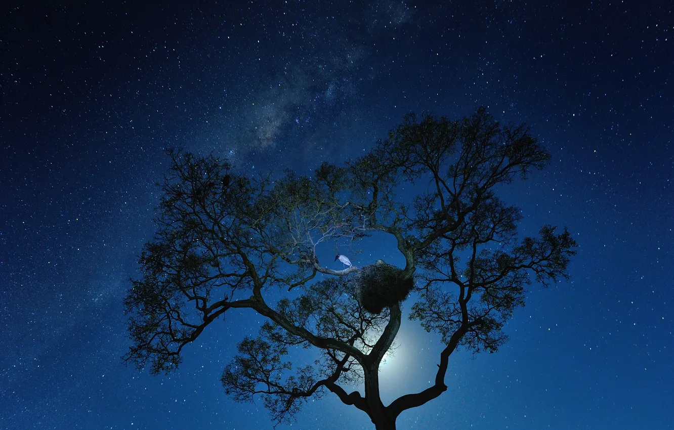 Фото обои космос, звезды, ночь, дерево, птица, млечный путь