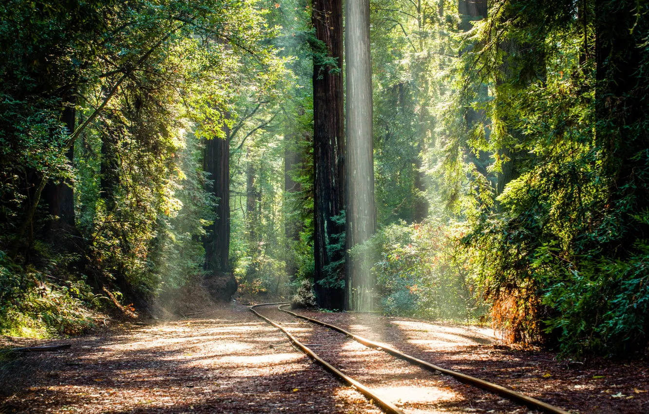 Фото обои лес, деревья, рельсы, железная дорога