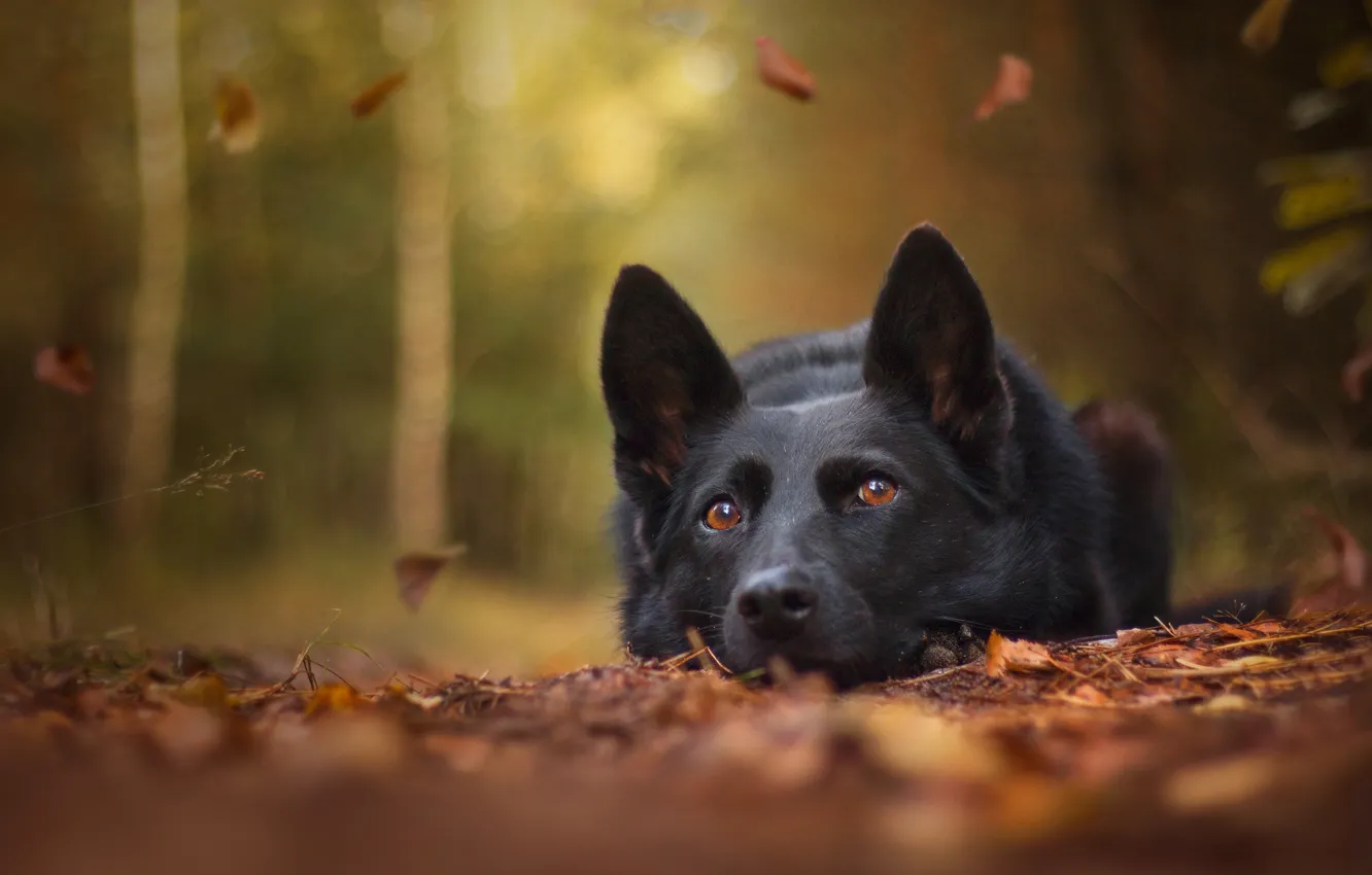 Фото обои осень, морда, листья, собака, боке, Немецкая овчарка