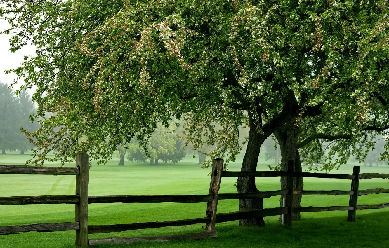 Фото обои поле, лето, дерево, забор
