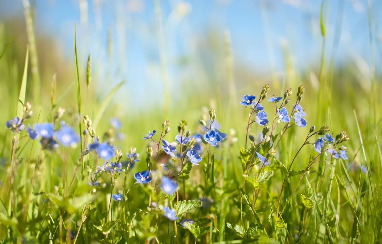 Фото обои цветы, вероника, весна, голубые, полевые