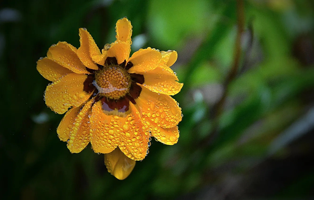 Фото обои Макро, Капли, Macro, Drops, Желтый цветок, Yellow flower