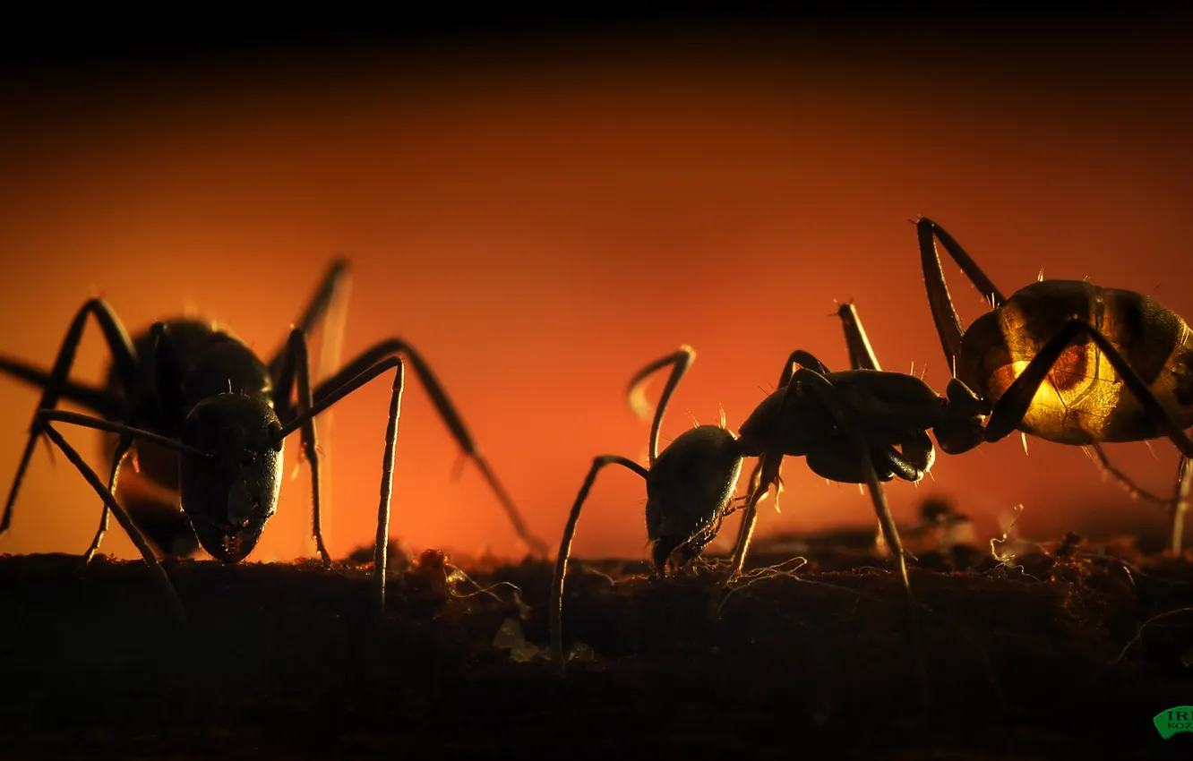 Фото обои насекомые, муравьи, крупным планом